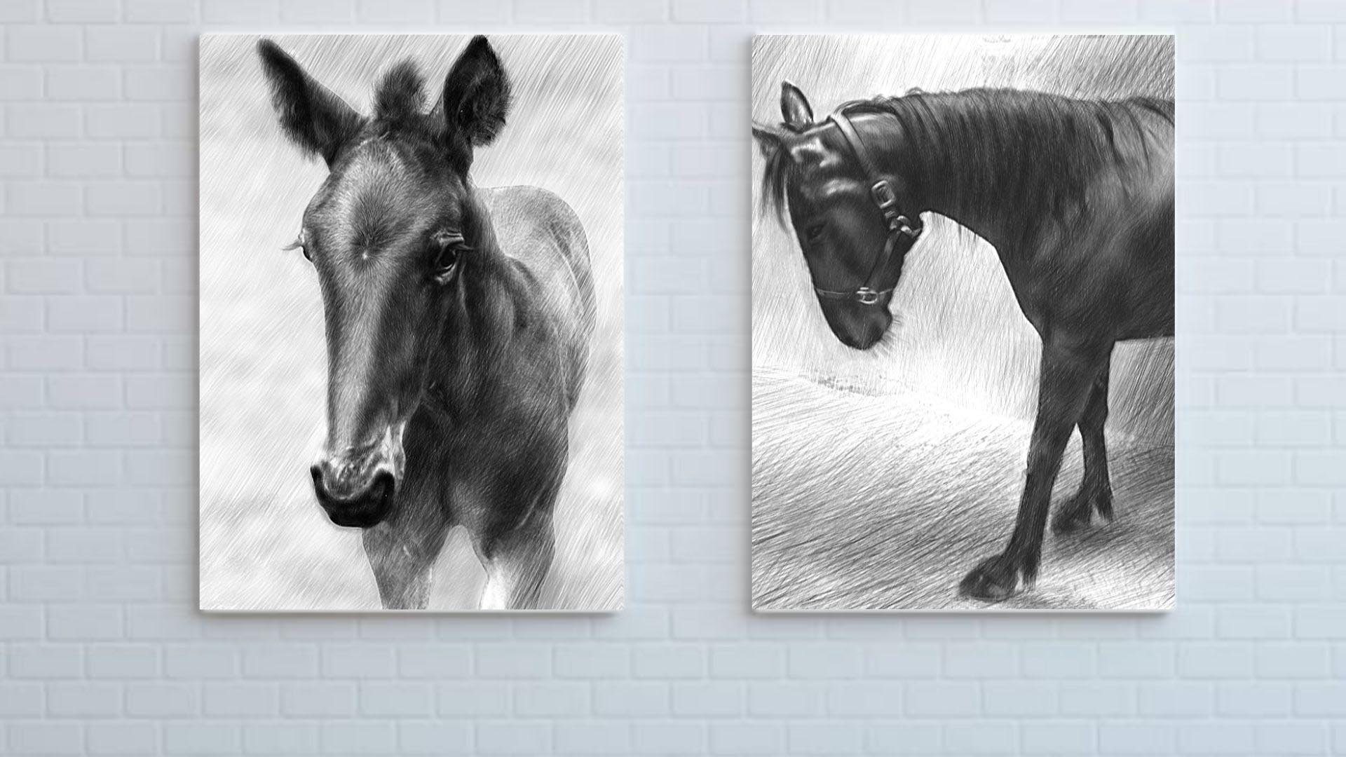 2 horse portrait sketches on canvas made from our customer's photos displayed on a wall.